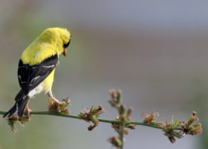 A colorful bird with its head down, resting on a branch