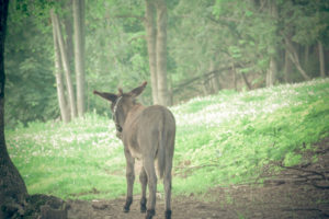 A donkey walking through a forest