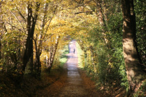 A solitary man walking down a lane on an autumn day