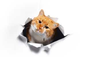 cat breaking through a paper