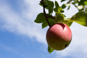 An apple on a tree