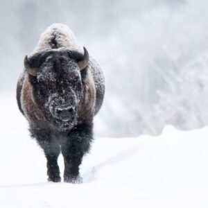 an American buffalo waling into a storm